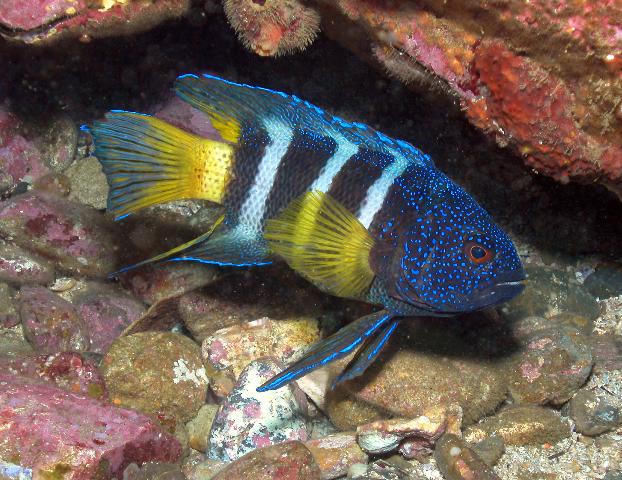 5000 Koleksi Ikan Hias Air Laut Blue Devil Terbaik