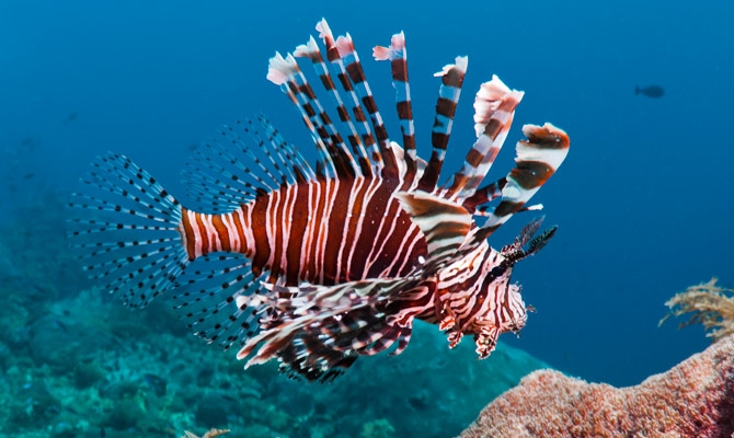 61 Ikan Hias Air Laut Lion Fish Gratis Terbaik