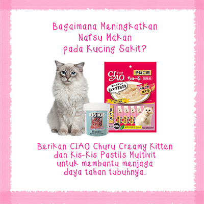 Obat untuk kucing demam dan tidak nafsu makan