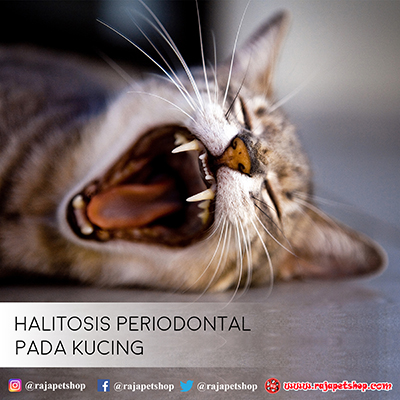 BAU MULUT PADA KUCING AKIBAT PERIODONTAL  Raja petshop