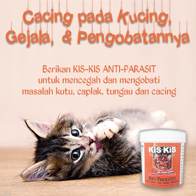 CACING PADA KUCING, GEJALA, u0026 PENGOBATANNYA  Raja petshop