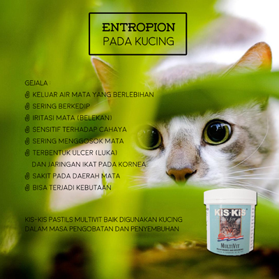 ENTROPION PADA KUCING Raja petshop