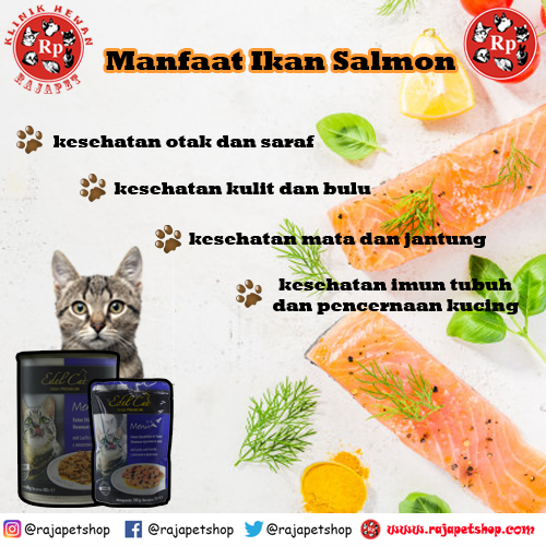 Ikan Salmon Baik Untuk Kesehatan Otak Dan Saraf Kucing Raja Petshop