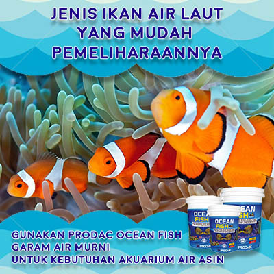 77 Ikan Air Laut Contohnya Terbaik