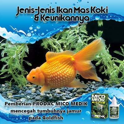 90 Koleksi Aksesoris Aquarium Ikan Mas Koki HD Terbaru