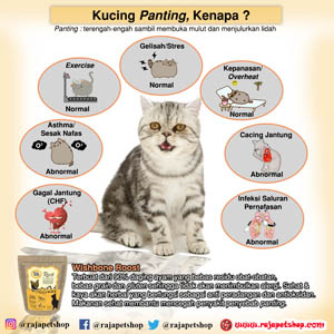 KUCING PANTING, KENAPA YA ?  Raja petshop