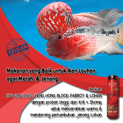 Makanan Yang Baik Untuk Ikan Louhan Agar Merah & Jenong | Raja Petshop