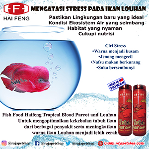 Mengatasi Stress Pada Ikan Louhan Raja Petshop