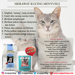 Merawat Kucing Menyusui | Raja Petshop