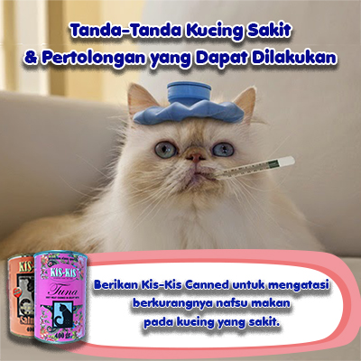 Kucing Bernafas Cepat Ini Penyebab Dan Cara Mengatasinya Pintarpet