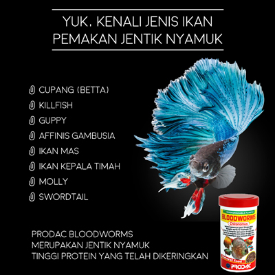 YUK KENALI JENIS IKAN PEMAKAN JENTIK NYAMUK Raja petshop