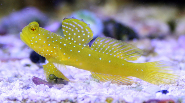 900+ Ikan Air Laut Memiliki Glomerulus Berukuran Kecil Terbaru